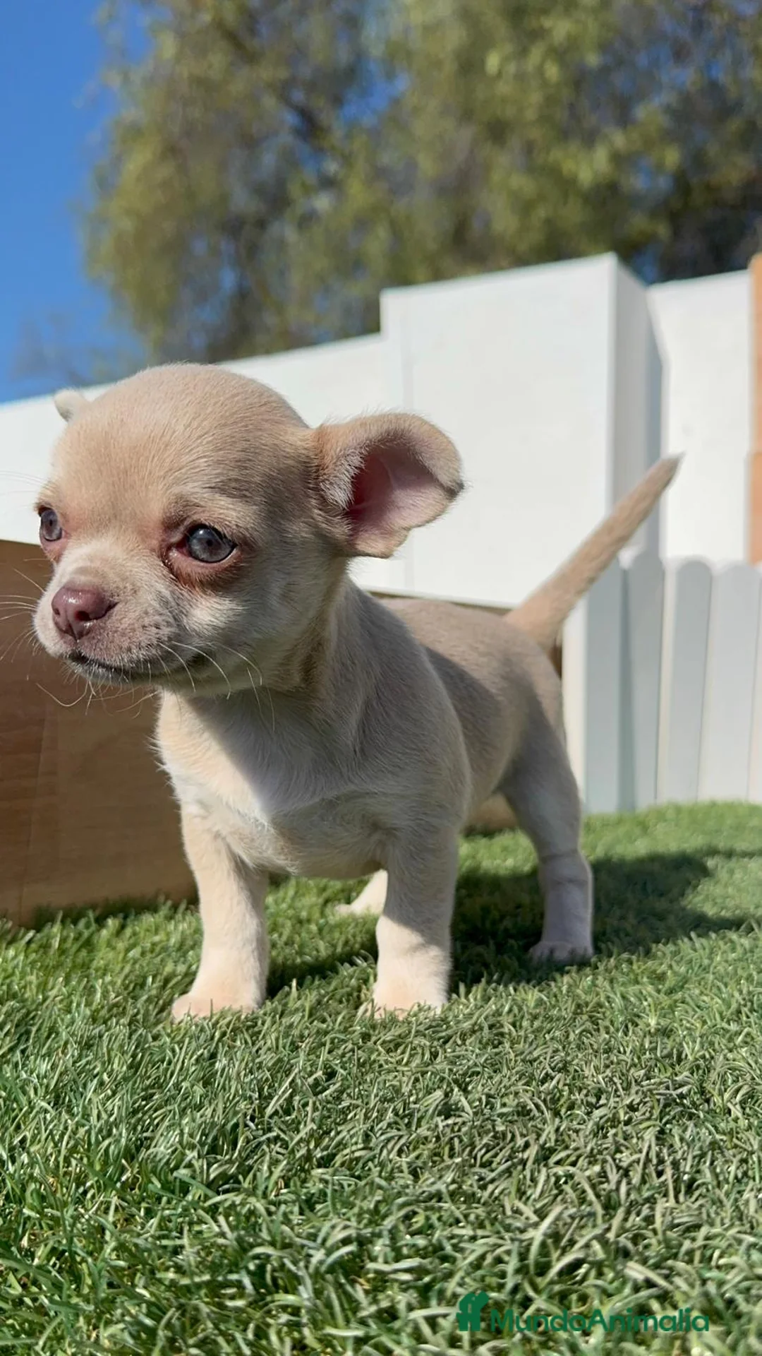 Chihuahua perros en venta: CHIHUAHUA HEMBRA - Anuncio 2