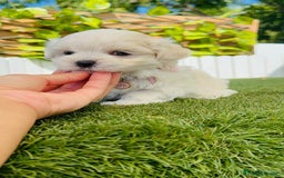 Bichón Maltés perros en venta: BICHÓN MALTÉS HEMBRA - Imagen 9