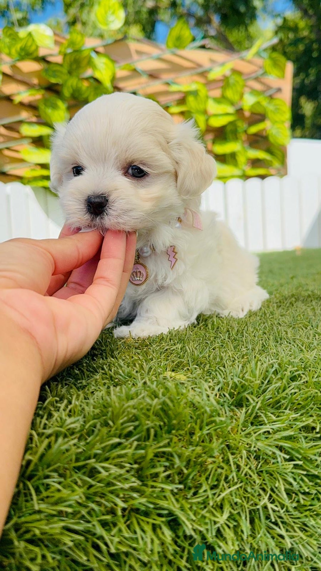 Bichón Maltés perros en venta: BICHÓN MALTÉS HEMBRA - Imagen 9