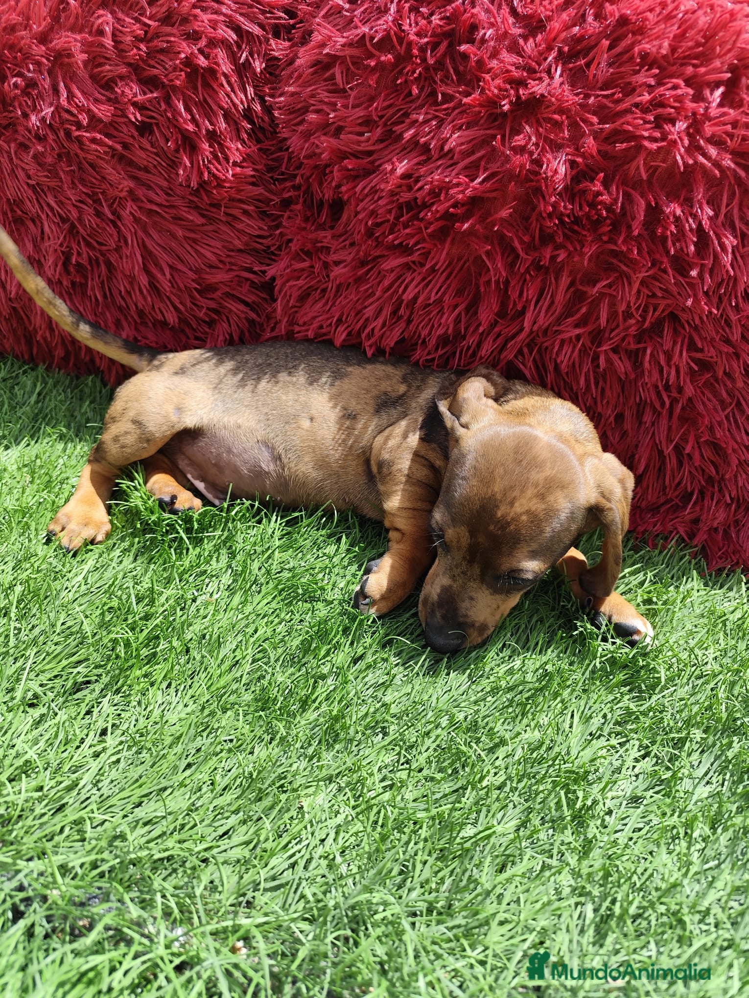Teckel Miniatura perros en venta: Teckel Miniatura merle en Alicante - Anuncio 17