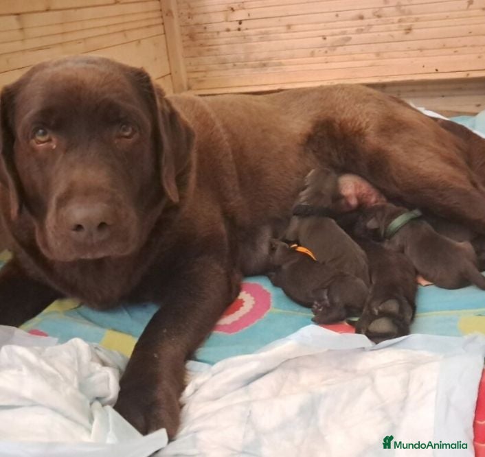 Labrador Retriever perros Cachorros de Labrador chocolate  - Anuncio 1
