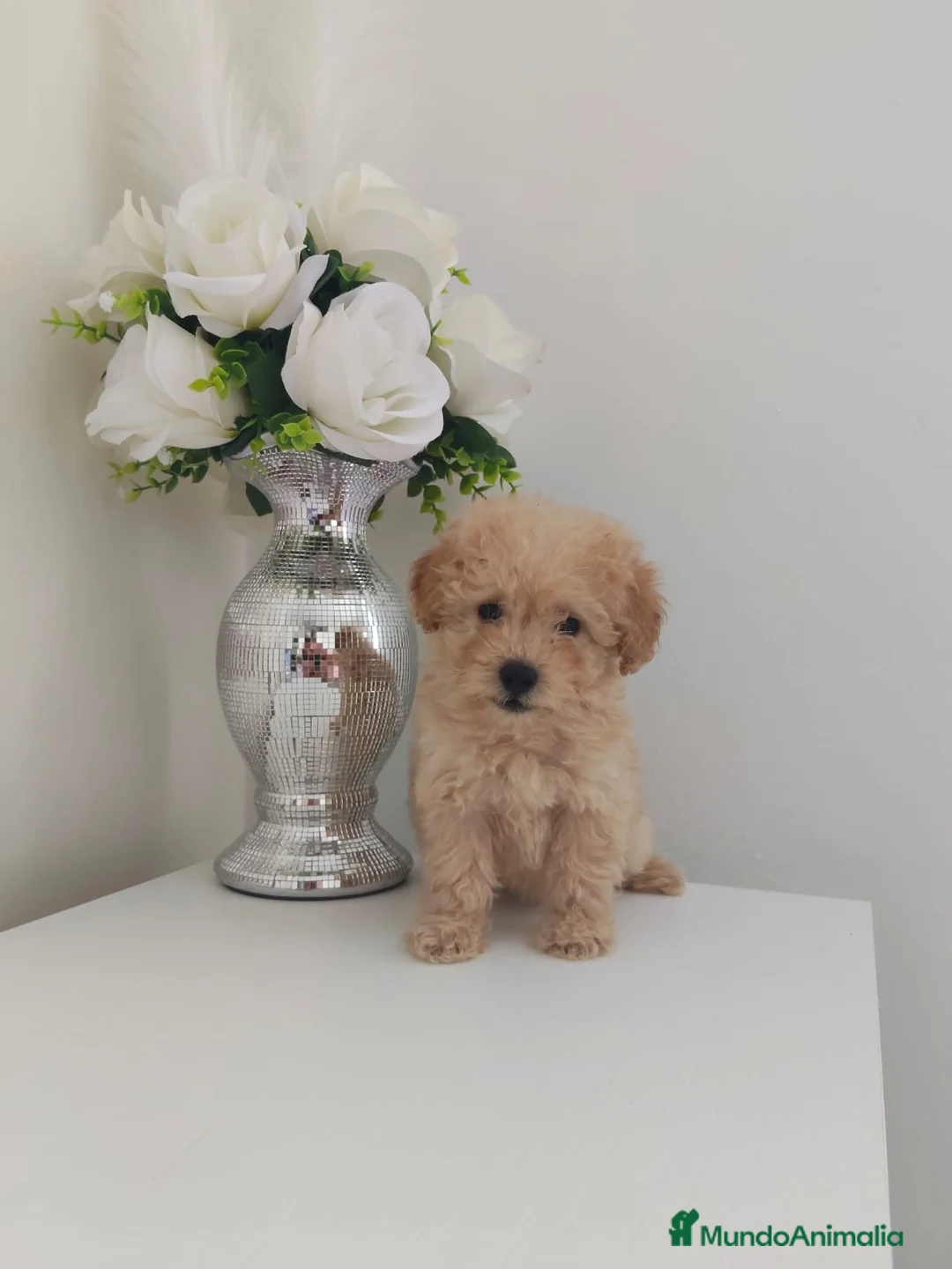 Caniche Toy perros en venta: ❗❗❗machito disponible ❗❗❗ en Madrid - Anuncio 2