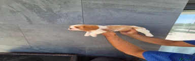 Cavalier King Charles Spaniel Cachorro 3