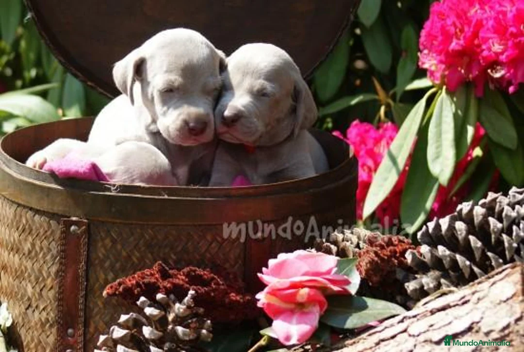 Imagen de galería {{count}}