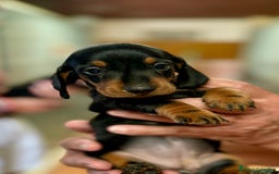 Teckel perros en venta: Teckel Miniatura pelo corto HEMBRA - Imagen 4