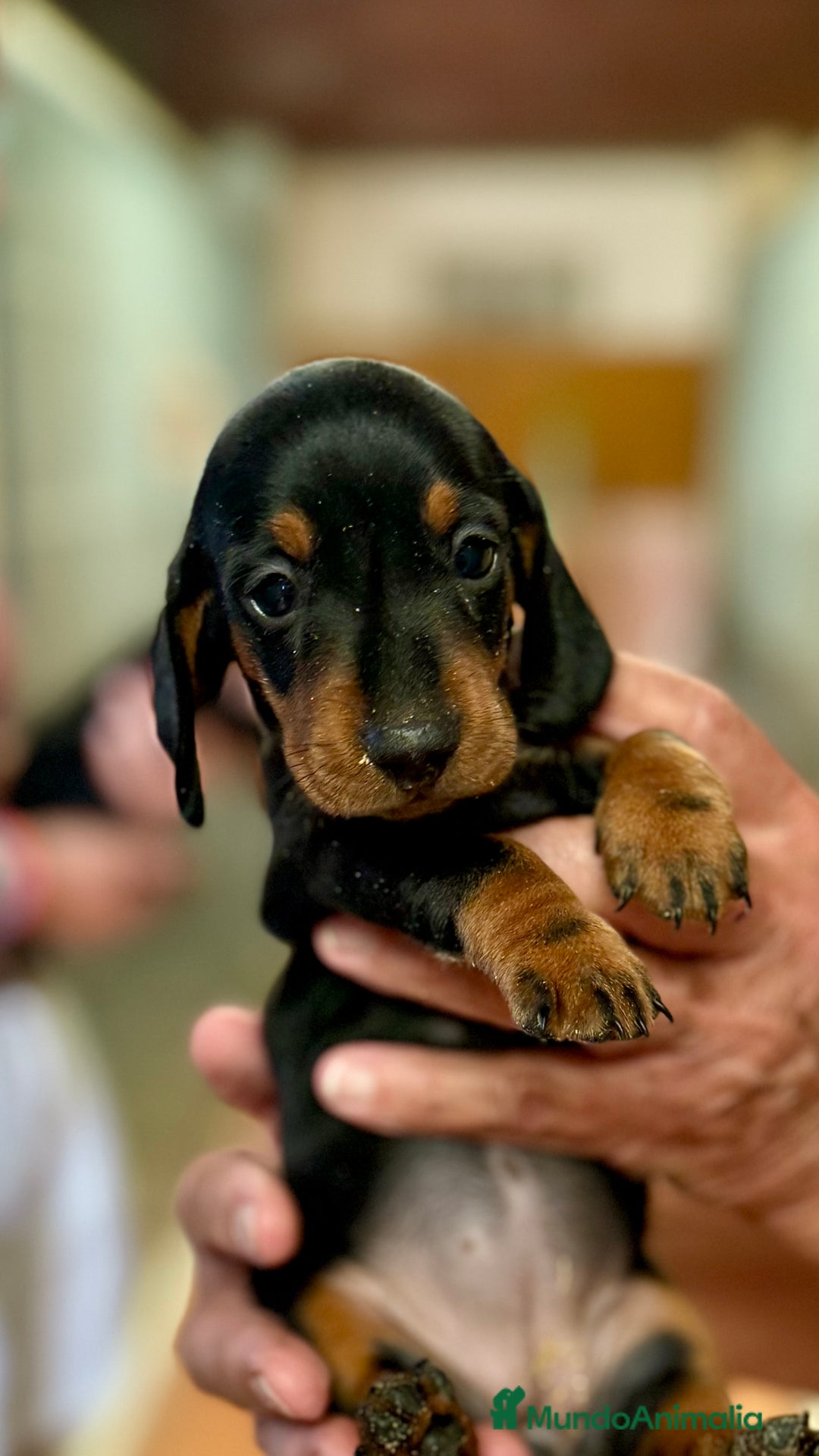 Teckel perros en venta: Teckel Miniatura pelo corto HEMBRA - Imagen 4