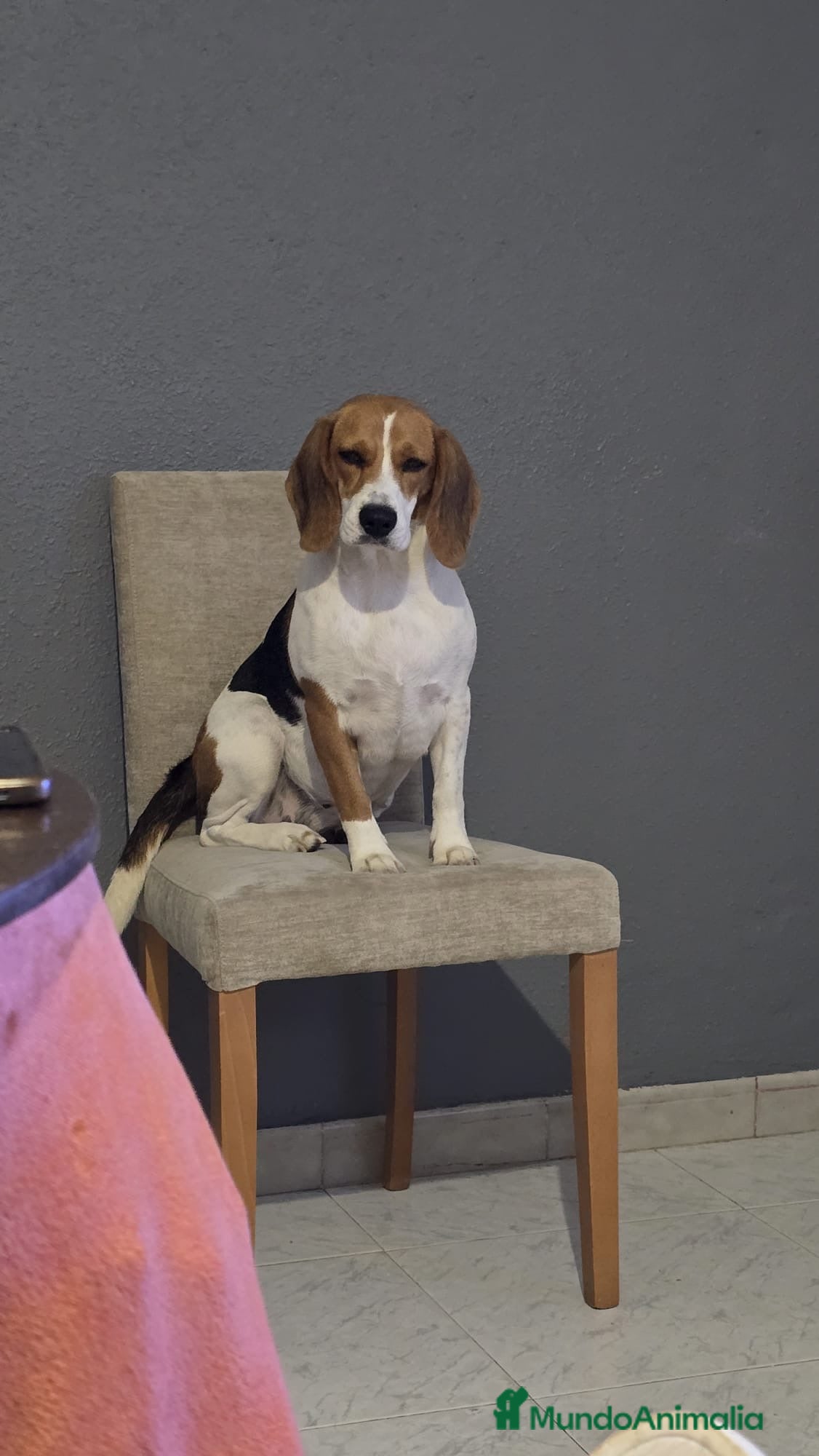 Beagle perros Cachorros de beagle tricolor  - Anuncio 2
