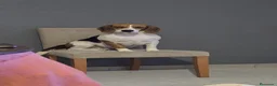 Beagle perros en venta: Cachorros de beagle tricolor  en Madrid - Anuncio 1