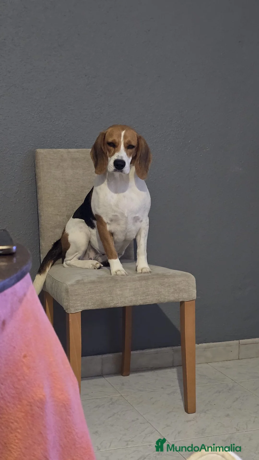 Beagle perros en venta: Cachorros de beagle tricolor  en Madrid - Anuncio 1