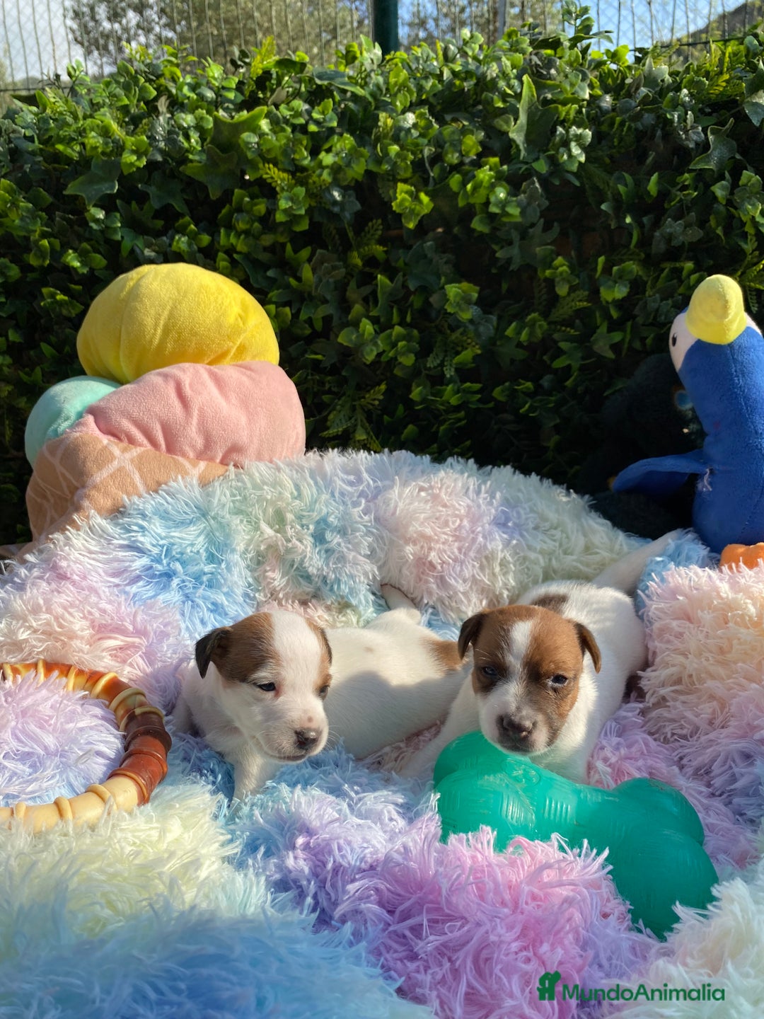 Jack Russell Terrier perros en venta: Jack Russell recién nacidos 😻🐾 - Imagen 3