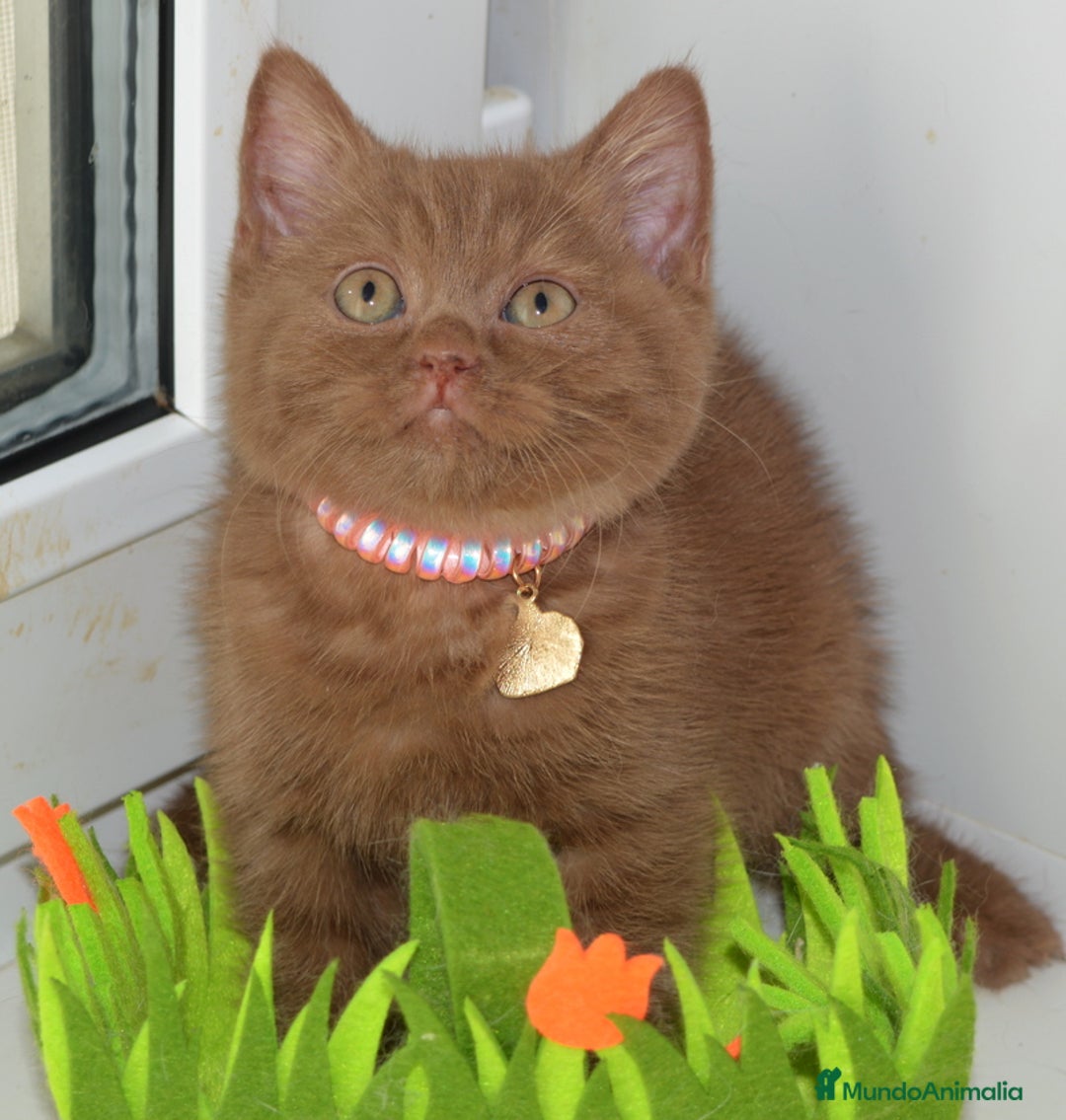 Británico de Pelo Largo gatos en venta: gatitos britanicos pelo largo - Anuncio 2