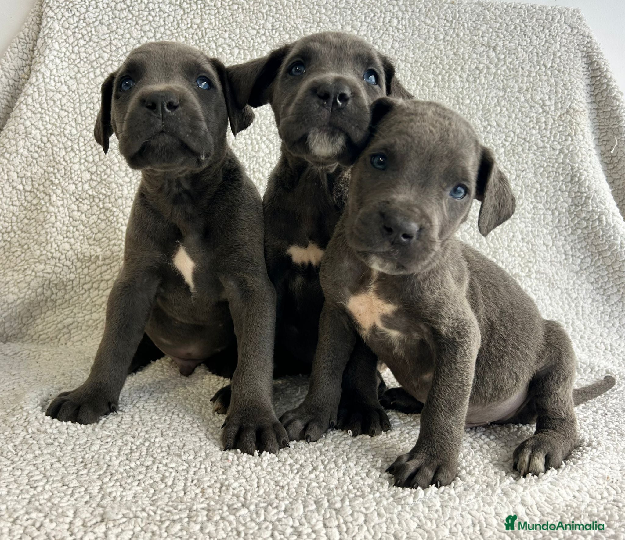 Cane Corso perros Cane corso - Anuncio 3