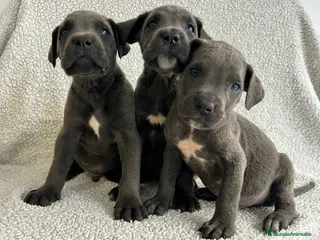 Cane Corso perros Cane corso - Anuncio 4