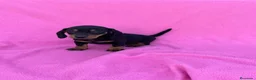 Teckel Miniatura perros en venta: Teckel  - Anuncio 1