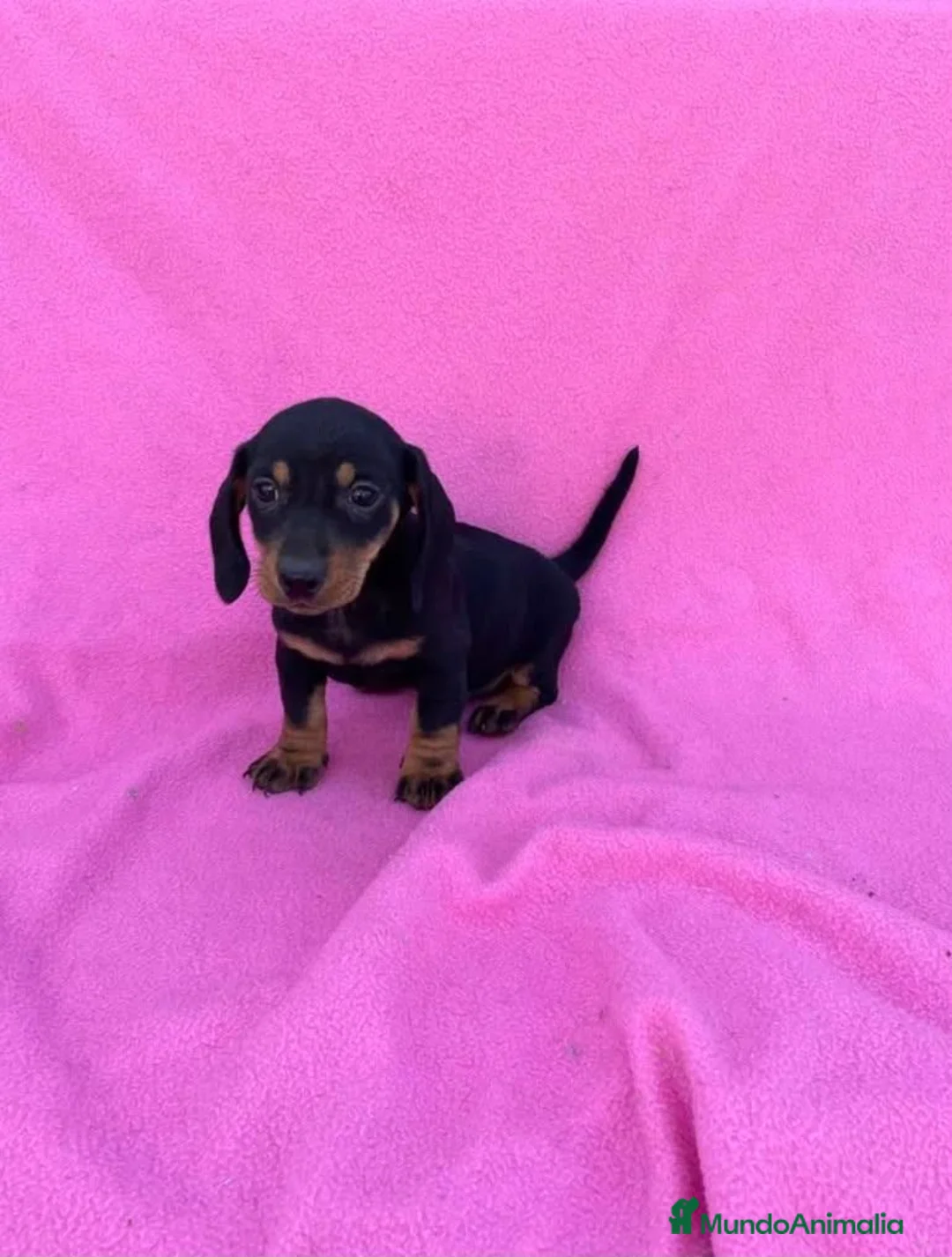 Teckel Miniatura perros en venta: Teckel  - Anuncio 1