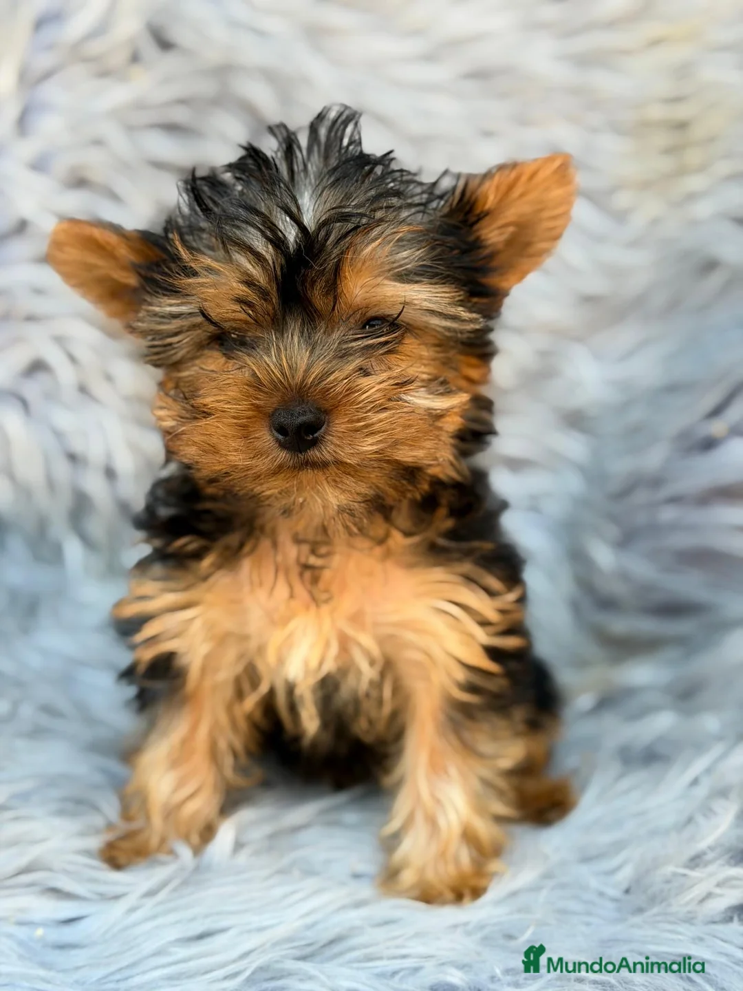 Yorkshire Terrier perros en venta: YORKSHIRE TOY MACHOS - Anuncio 1