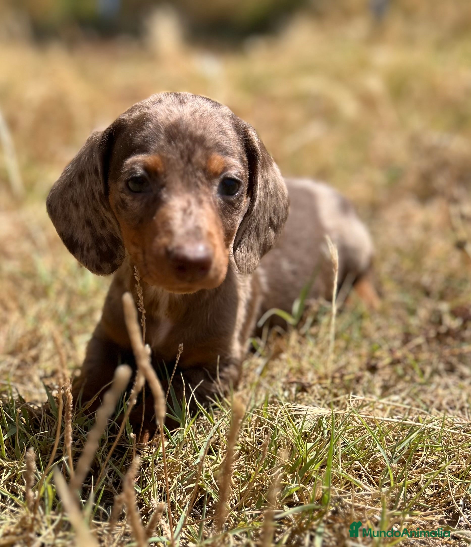 Teckel Miniatura perros Teckel Kaninchen arlequín  - Anuncio 39