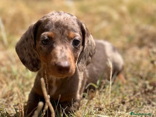 Teckel Miniatura perros - Anuncio 11
