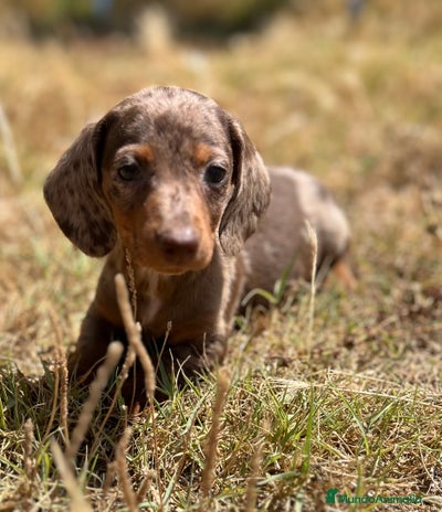 Teckel Miniatura perros - Anuncio 2