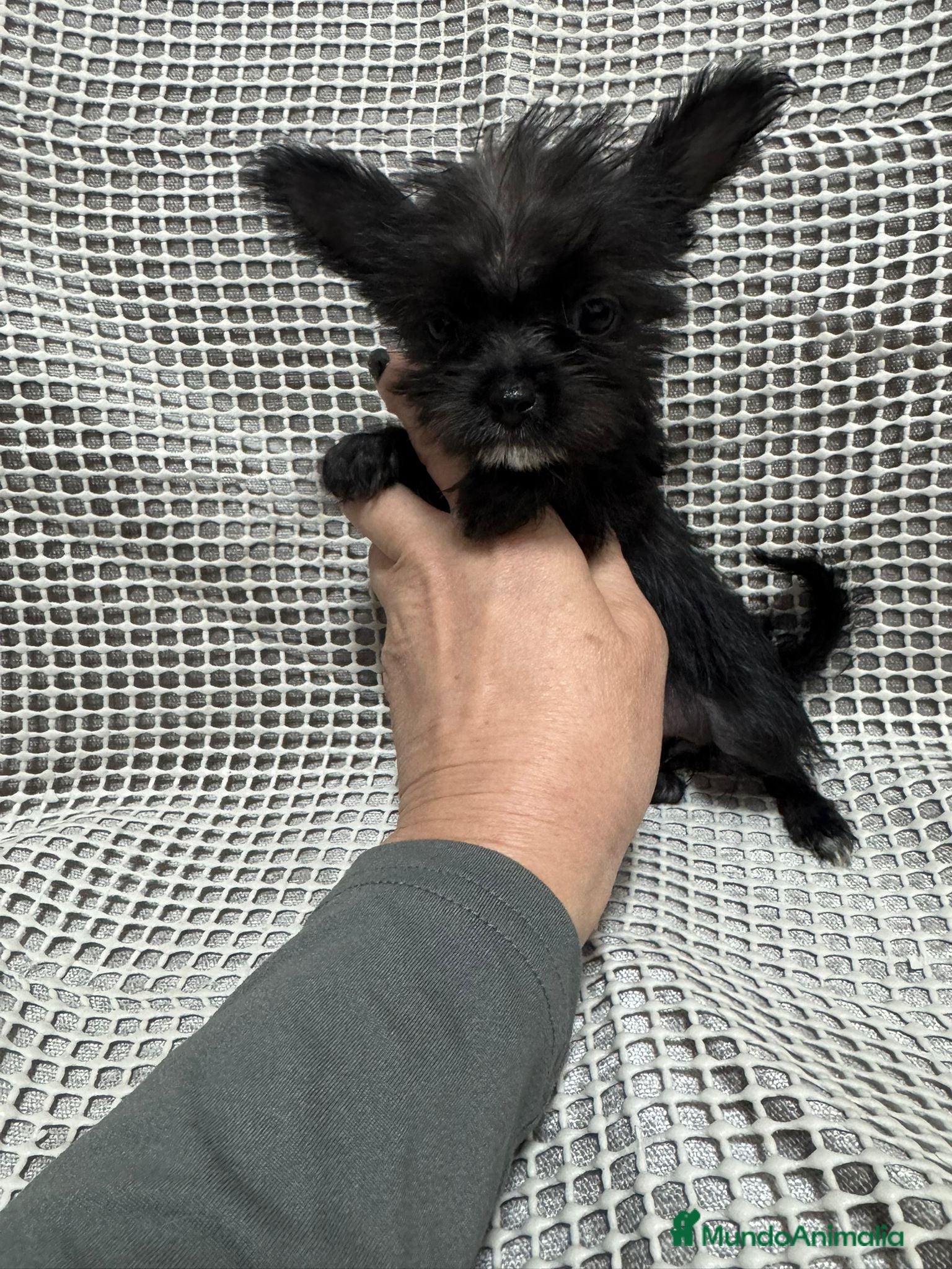 Raza Mixta perros Mix de yorkshire y chihuahua 💕 - Anuncio 4