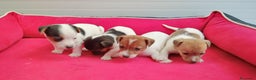 Jack Russell Terrier perros en venta: Jack Russell  - Anuncio 3