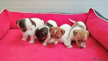 Jack Russell Terrier perros Jack Russell - Anuncio 1