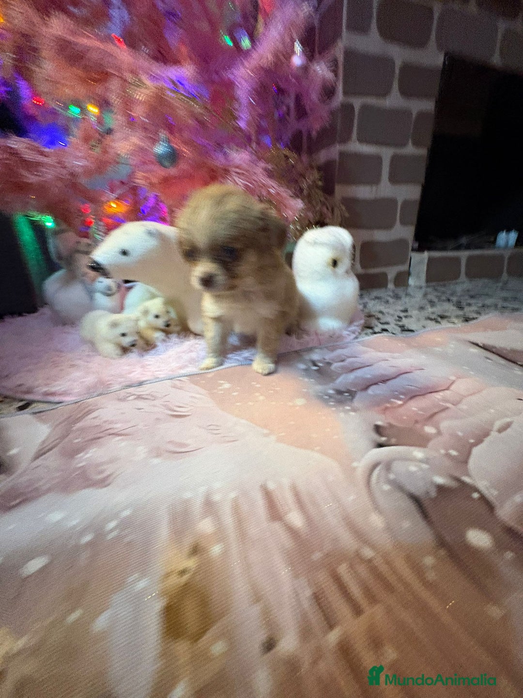 Chihuahua perros en venta: Chihuahua toy pelo largo  - Anuncio 13