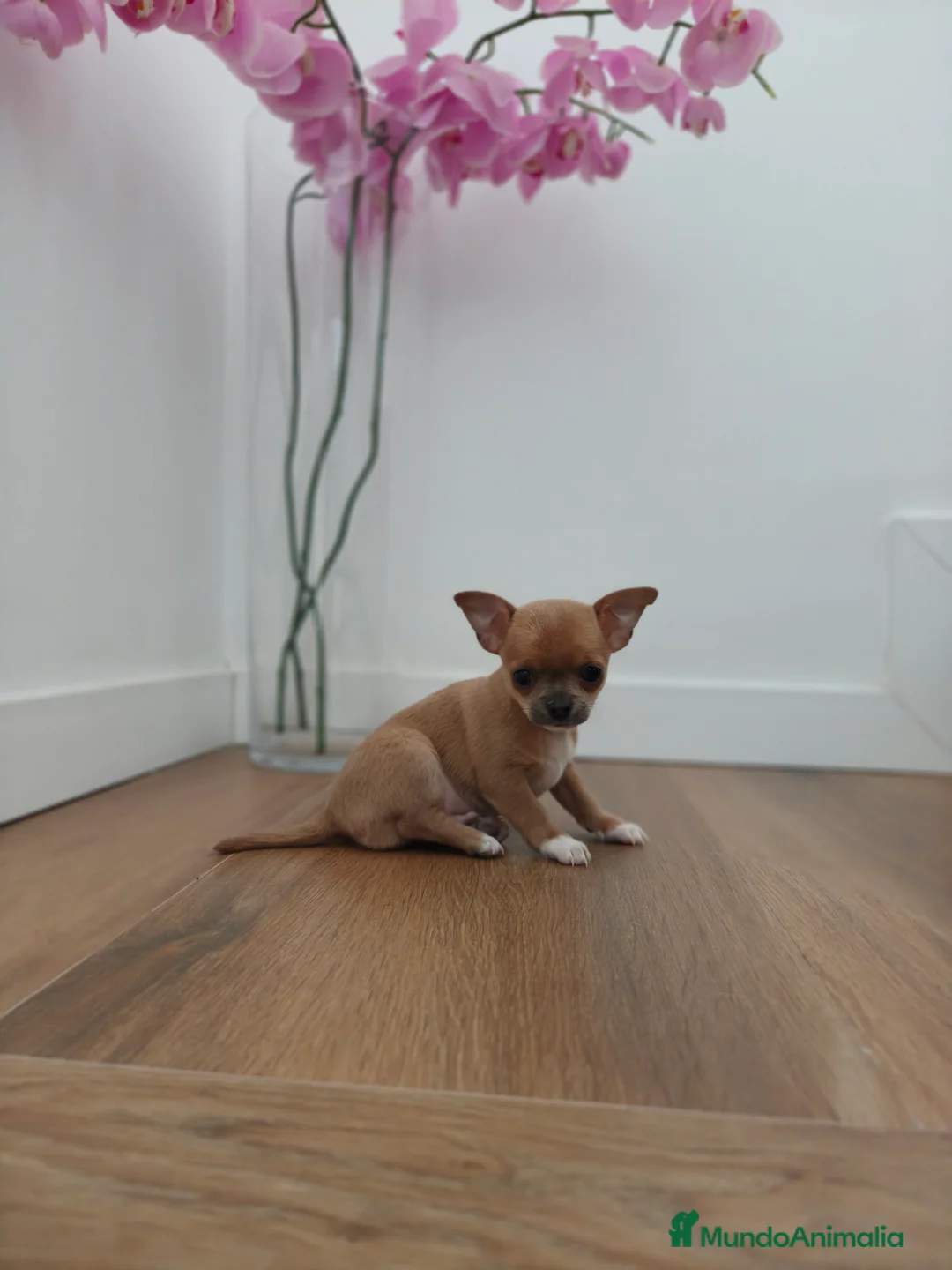 Chihuahua perros en venta: Macho chihuahua guapísimo  - Anuncio 6