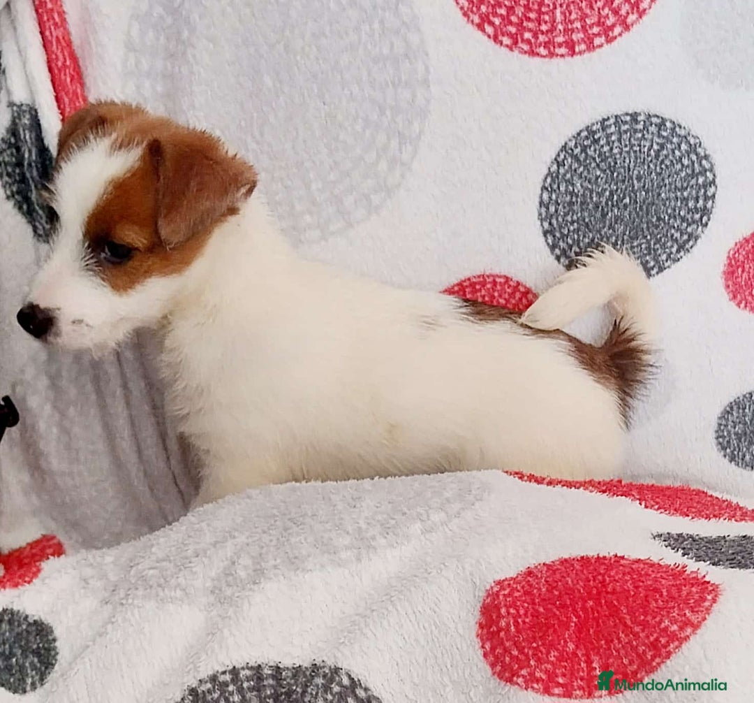 Jack Russell Terrier perros en venta: Jack Russell  - Anuncio 2