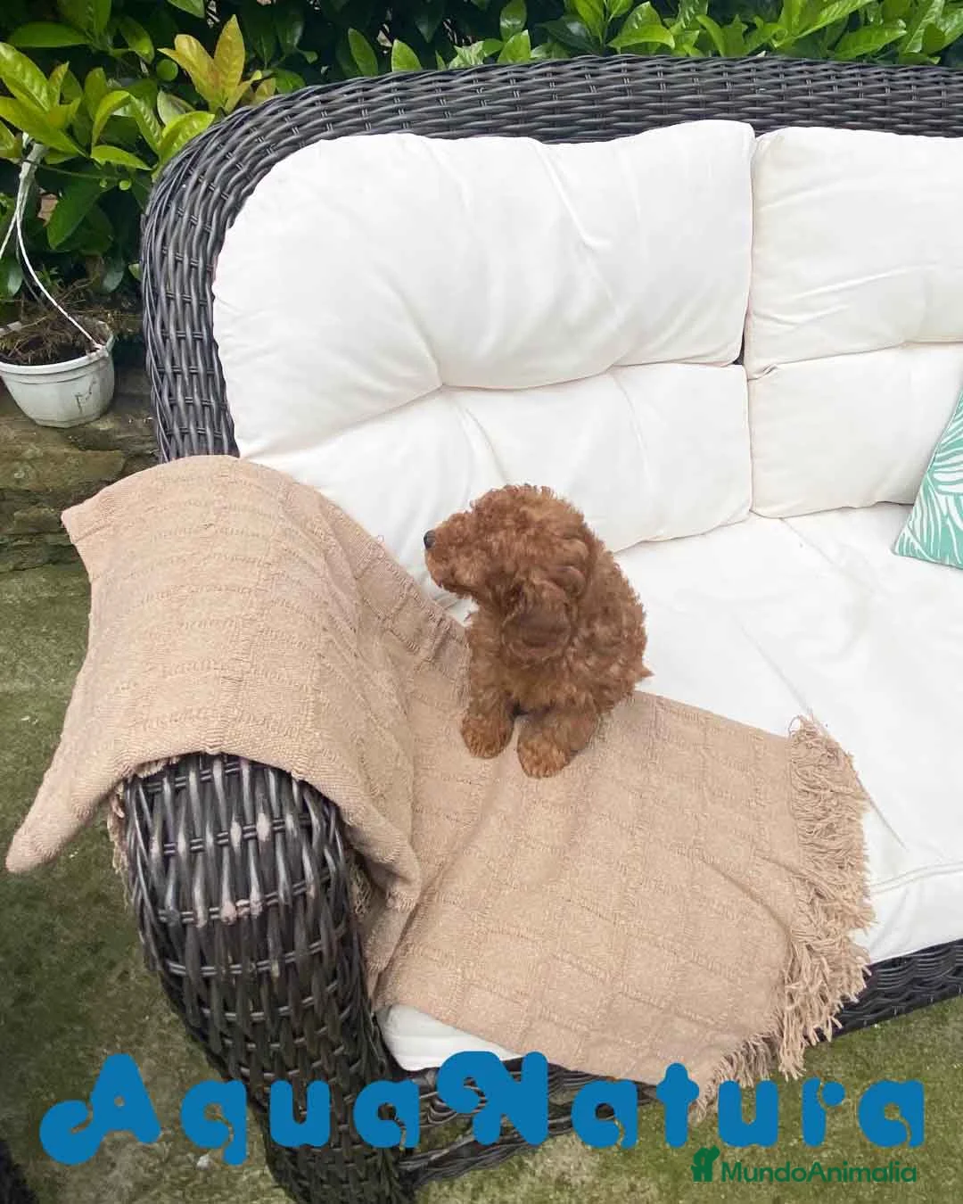 Caniche Enano perros en venta: Caniche Macho 7350 de Camila - AQUANATURA en Barcelona - Anuncio 7