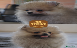 Pomerania perros en venta: ✨ Strike ✨ - Imagen 1