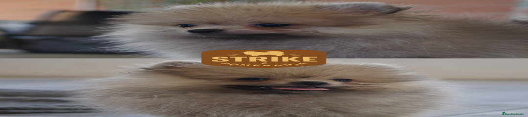 STRIKE