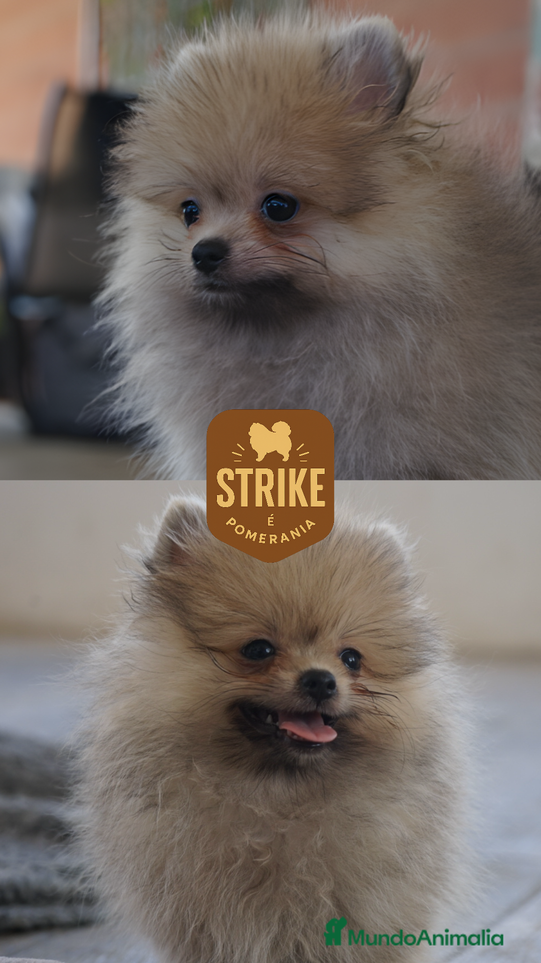 Pomerania perros en venta: ✨ Strike ✨ - Imagen 1