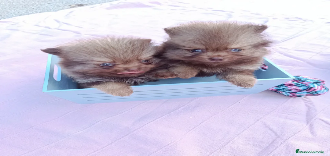 Imagen de galería {{count}}