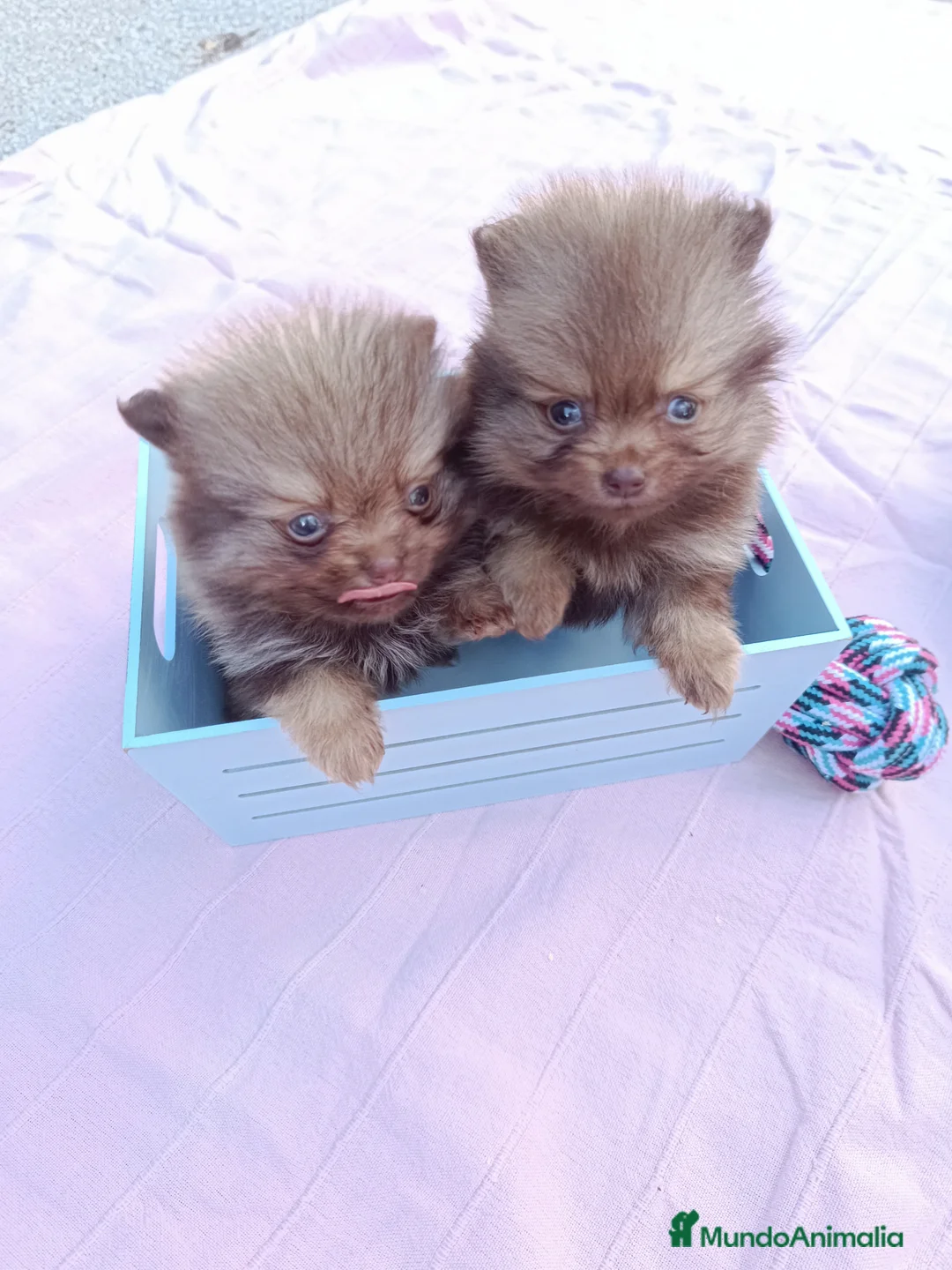 Imagen de galería {{count}}