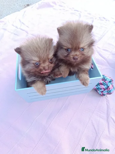 Imagen de galería {{count}}