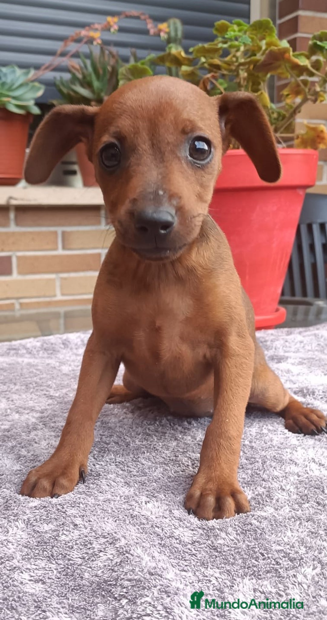 Pinscher Miniatura perros en venta: Pinscher Miniatura  - Imagen 34