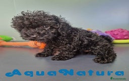 Caniche Toy perros en venta: Caniche Hembra CJMM 4165 AQUANATURA - Imagen 3