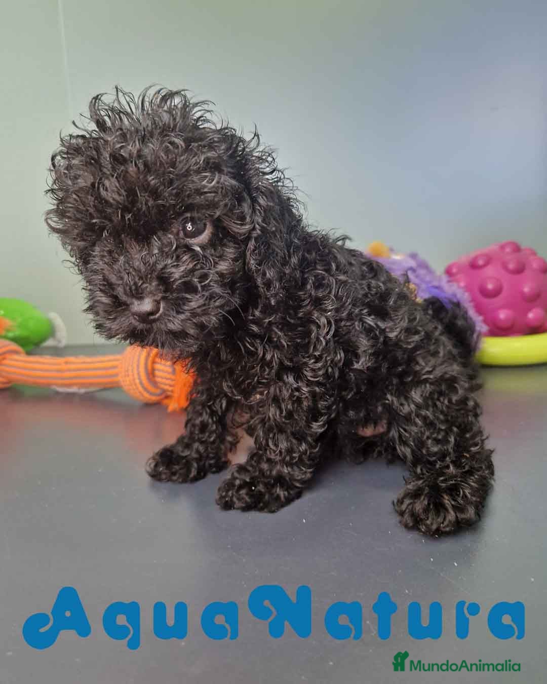 Caniche Toy perros en venta: Caniche Hembra CJMM 4165 AQUANATURA - Imagen 3
