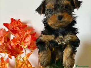 Yorkshire Terrier perros YORKSHIRE TOY //// DISPONIBLES !!!! en Badajoz - Anuncio 27