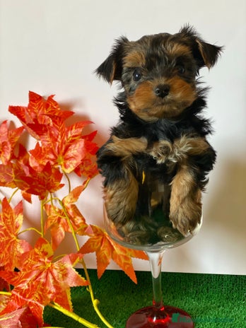 Yorkshire Terrier perros en Badajoz - Anuncio 5