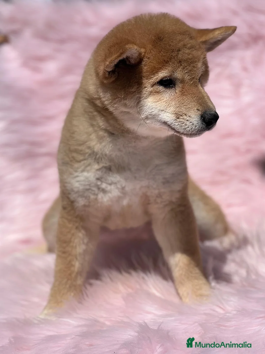 Shiba Inu perros en venta: Shiba inu en Barcelona - Anuncio 3