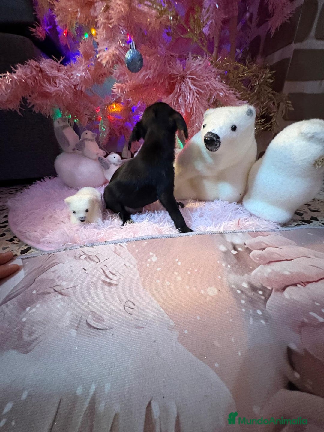 Chihuahua perros en venta: Chihuahua toy negro  - Anuncio 9