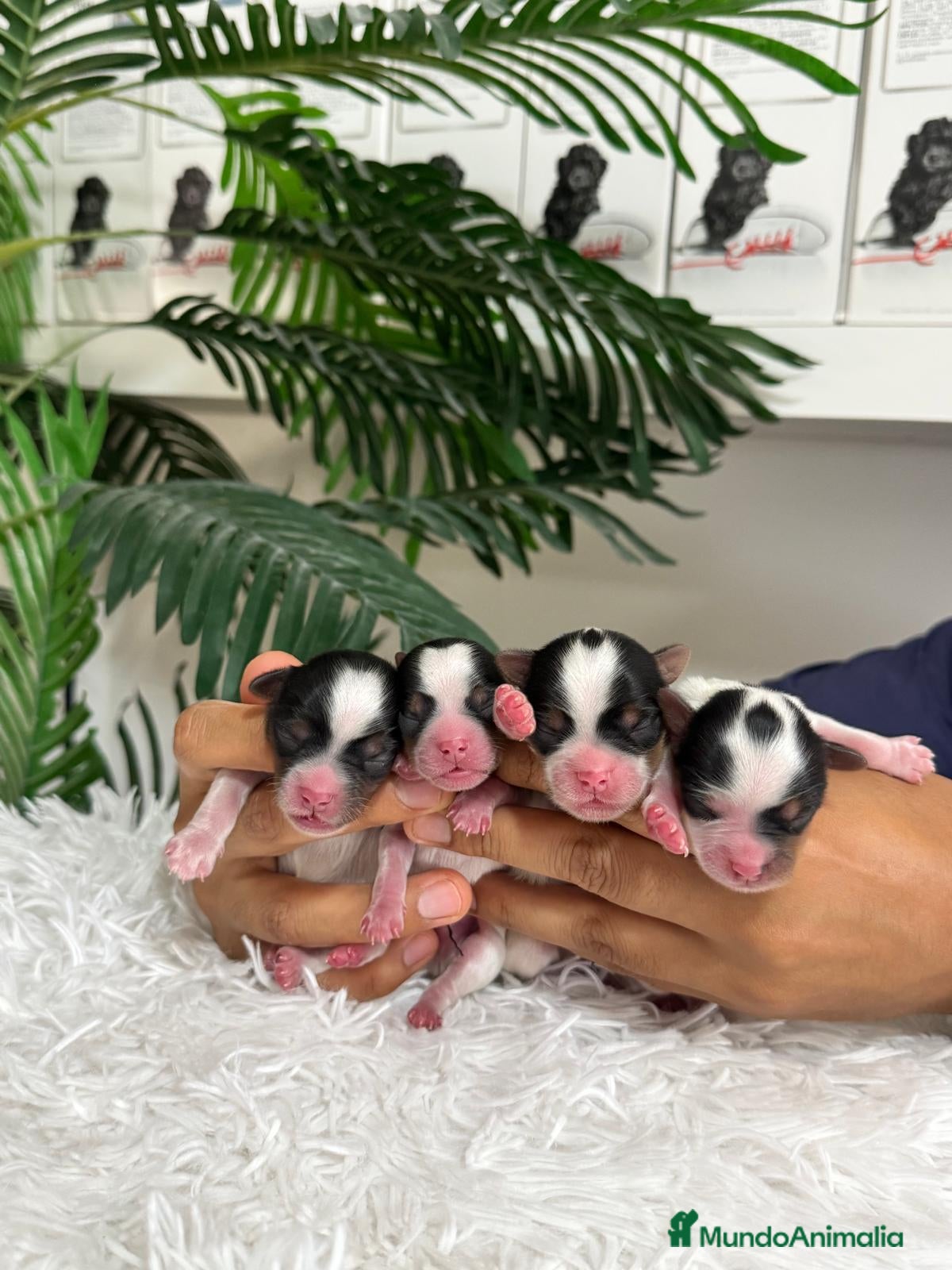 Yorkshire Terrier perros en venta: YORKSHIRE BIEWER - Anuncio 8