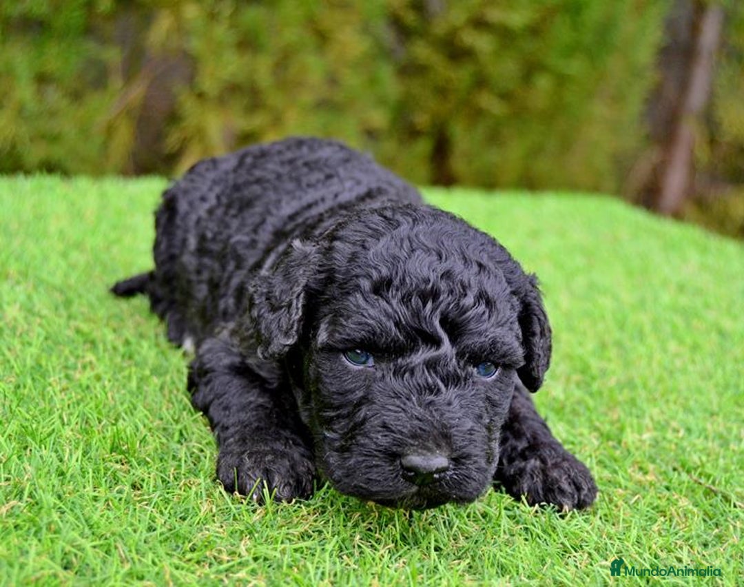 Perro de Agua Español perros en venta: Cachorros de perro de agua  - Anuncio 11