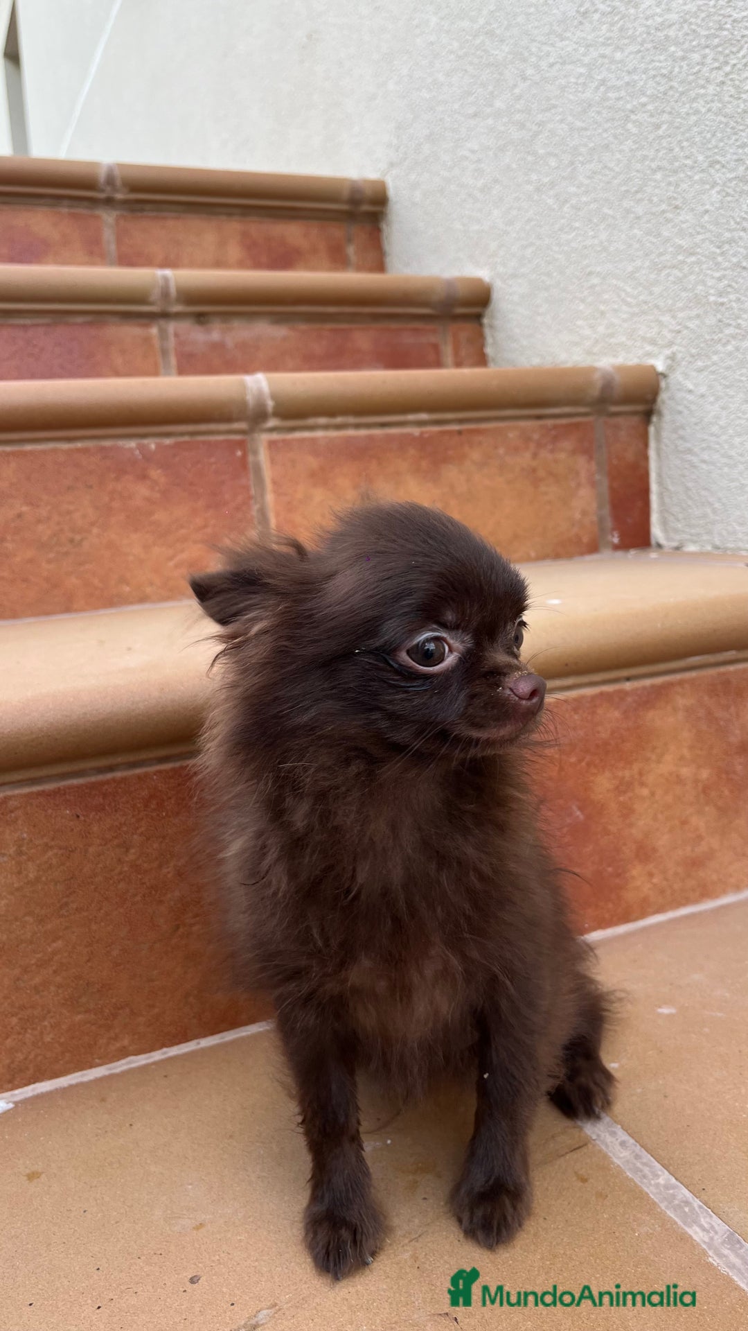 Pomchi perros en venta: Pomchi macho  - Imagen 4