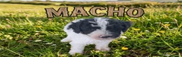 Perro de Agua Español perros en venta: Perro de agua Español - Anuncio 1
