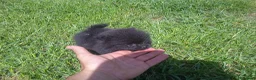 Pomerania perros en venta: Lulú de Pomerania  - Anuncio 5