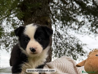Border Collie perros - Anuncio 31