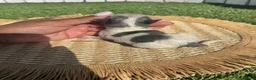 Pomerania perros en venta: POMERANIA 💙 - Anuncio 2